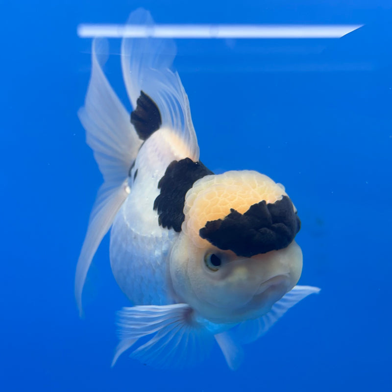 Thai Oranda Panda 4” Body Female(CK-810)R1A01