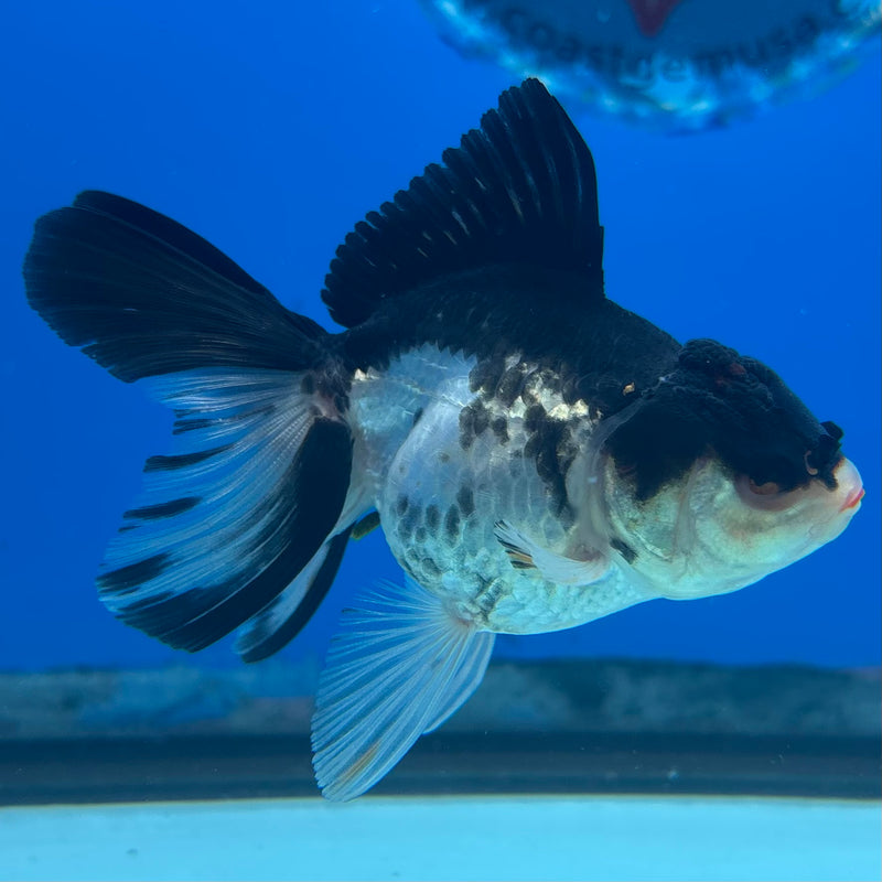Thai Oranda Panda 2” Body Female(CK-1022)R3B12