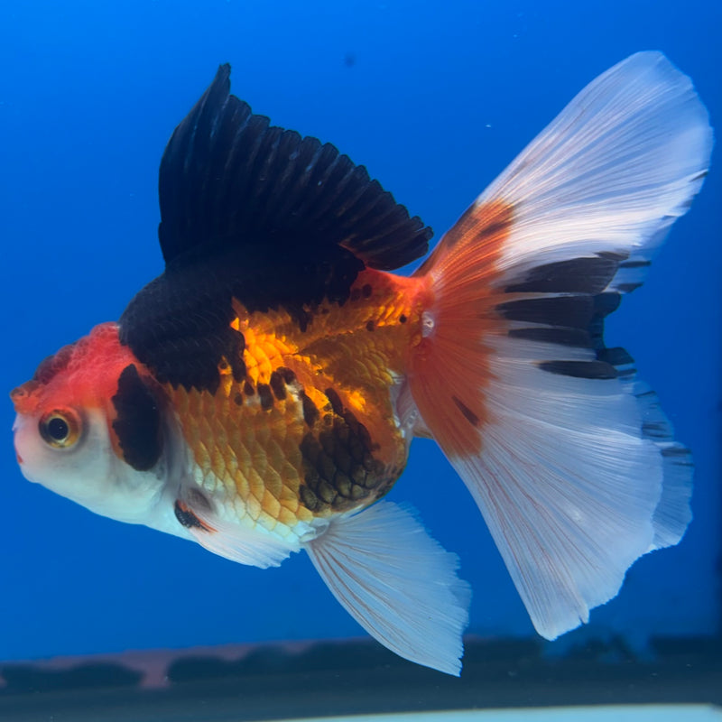 Thai Oranda Apache 3” Body Male(CK-1407)R1B09