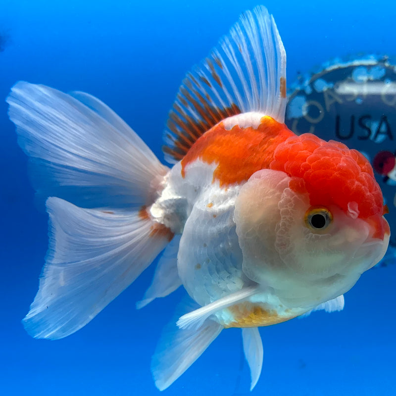 Thai Oranda Red/White 3.5” Body Male(CK-1503)R2A03