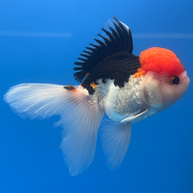 Thai Oranda Tri-Color Apache 2.5” Body Female(CK-676)R1B10
