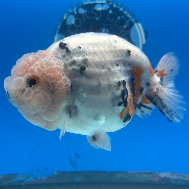 Thai Ranchu JUMBO Calico 4.5” Body Female(BIN-CK-1048)SHOWTANK2