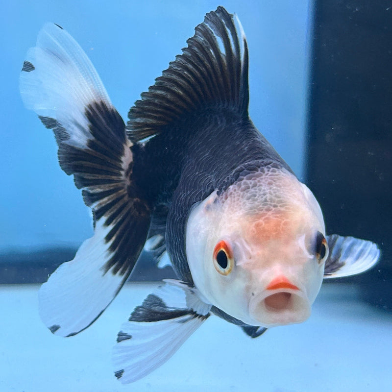 Thai Panda Oranda 2.5”Body Female (JCD-083)R4B01