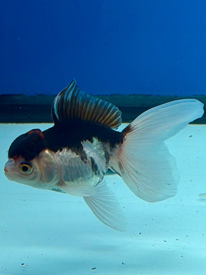 Thai Oranda Tri-Color 2.5” Female (FEB-270)R3A09