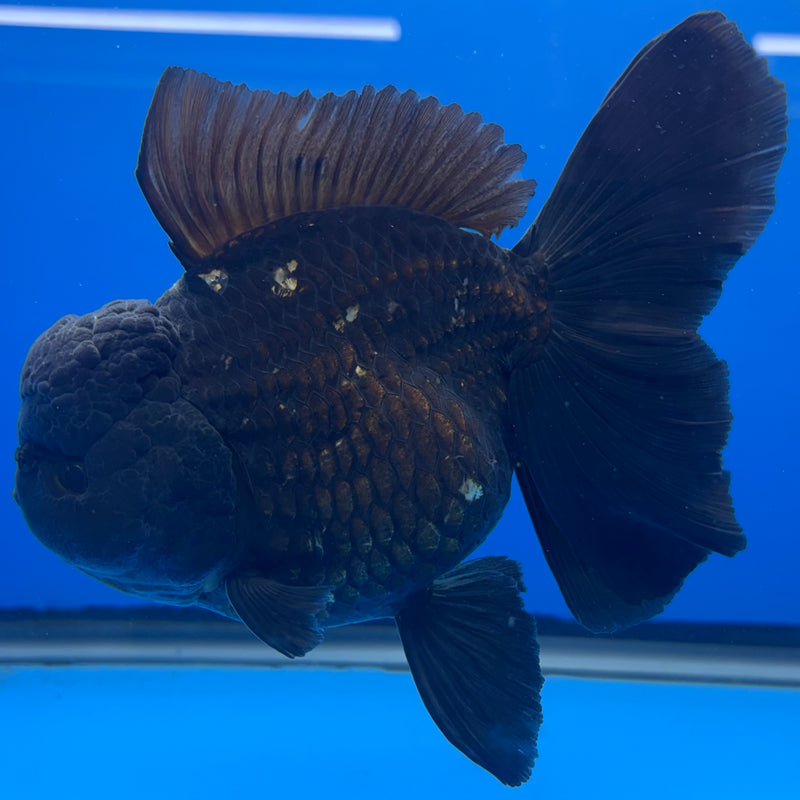 Thai Oranda JUMBO Full Black 4” Body Female(QGF-CK-1345)BLUETUB1