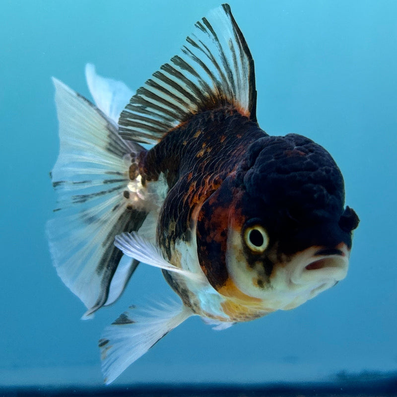 Thai Tri-Color Oranda 2.5”Body Female (JCD-074)R4C06