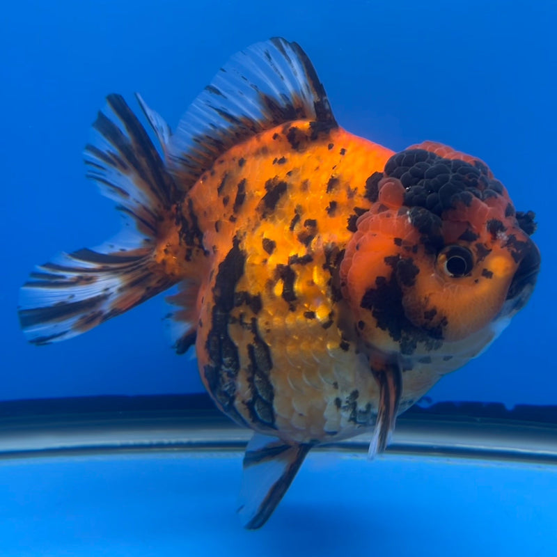 Thai Oranda JUMBO Red Calico Tiger 4.5” Body Female(CRP-CK-648)BLUETUB2