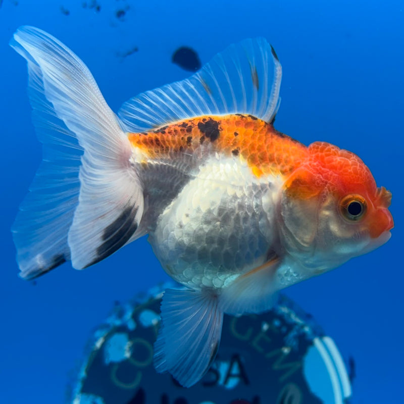 Thai Oranda Tri-Color 2.5” Body Female(CK-1288)R3B02