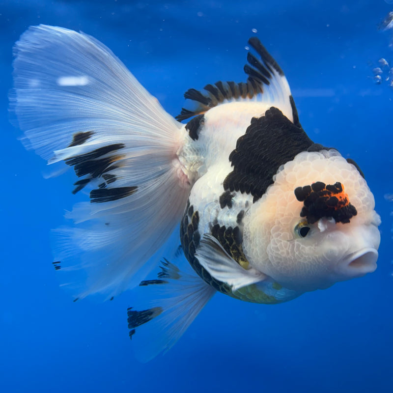 Thai Oranda NOK AA Medium Breed Peacock Tail Tri-Color 4” Body Female(CK-801)R1A08