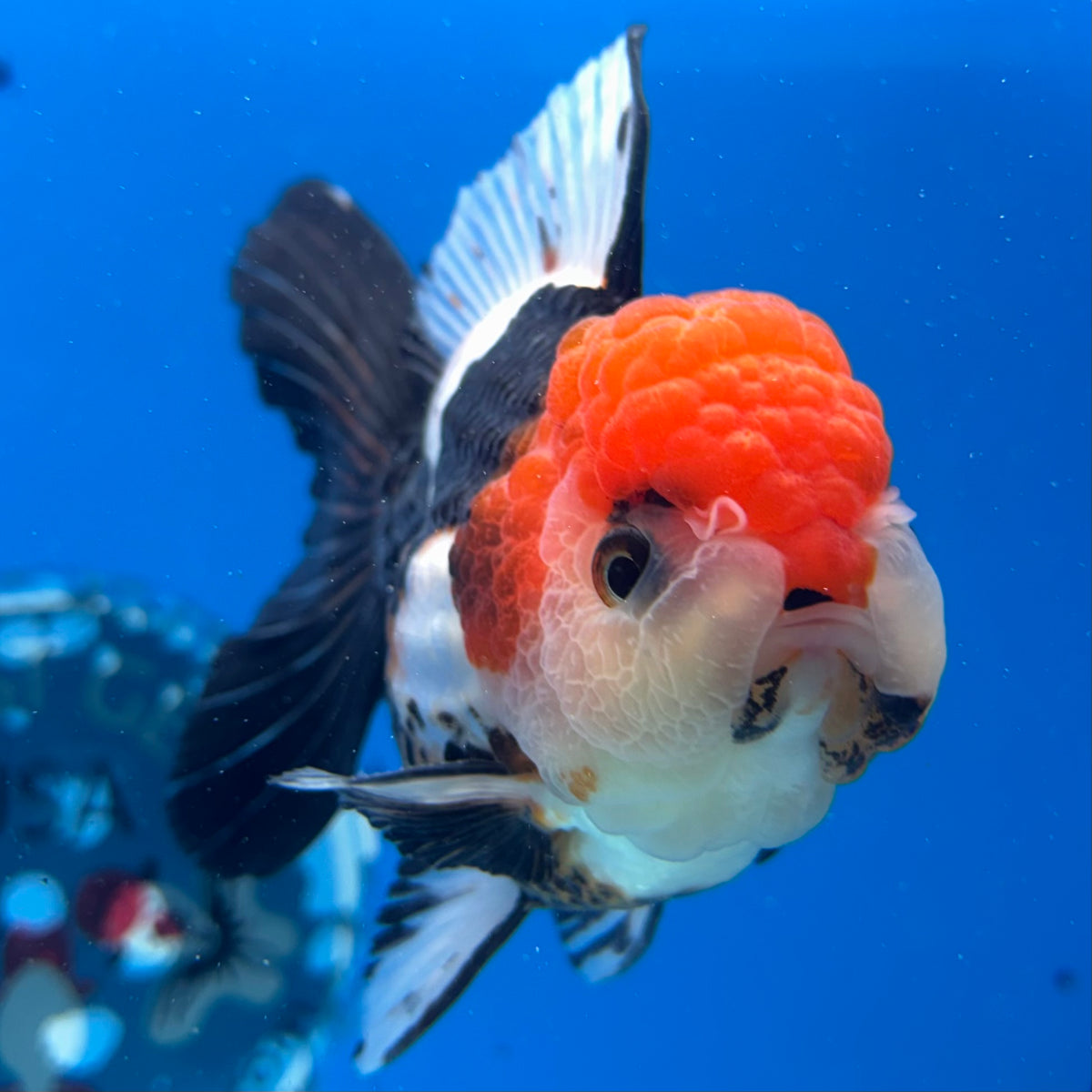 Thai Oranda Tri-Color 3” Male(CK-1625)R2A07