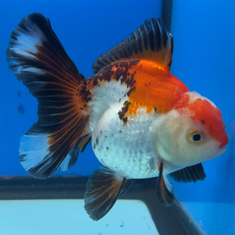 Thai Oranda Apache 3” Body Female(QGF-CK-1071)SHOWTANK