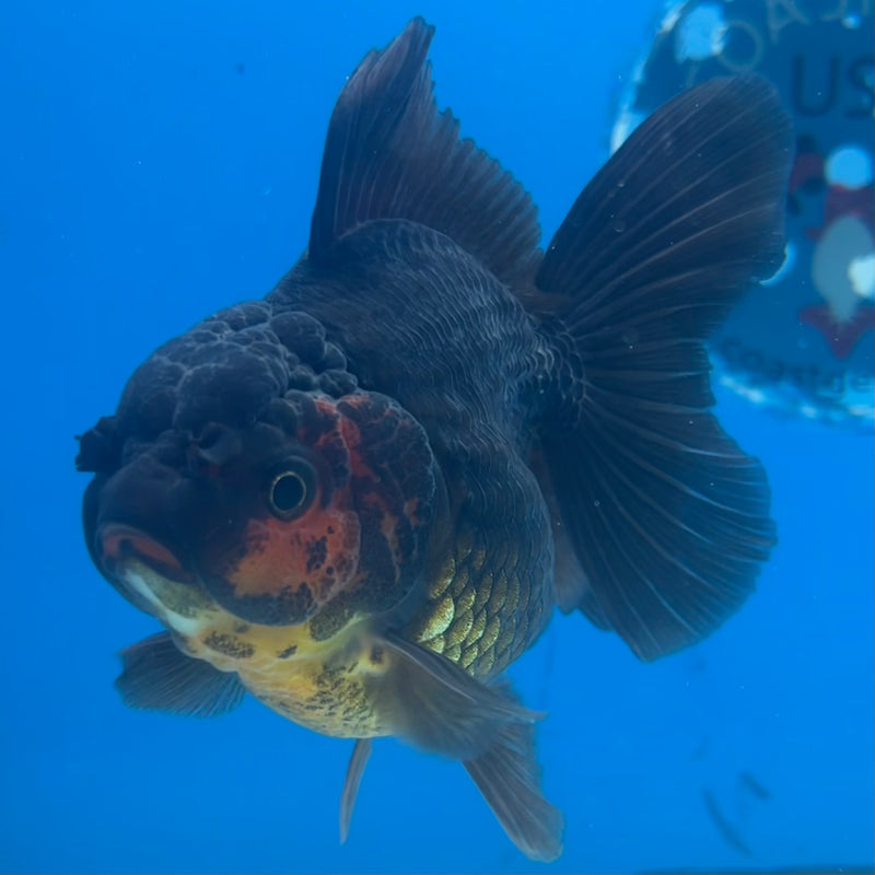 Thai Oranda Black Body Red Cap 3” Body Female(CK-1417)R3A11