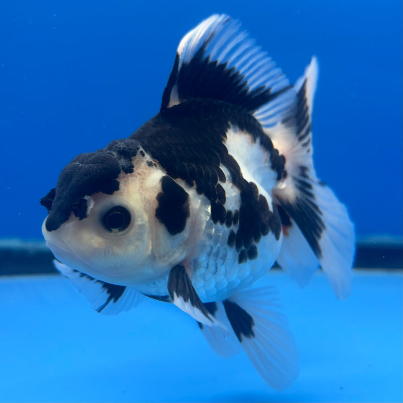 Thai Oranda Panda 3” Body Female(CK-843)R3B19
