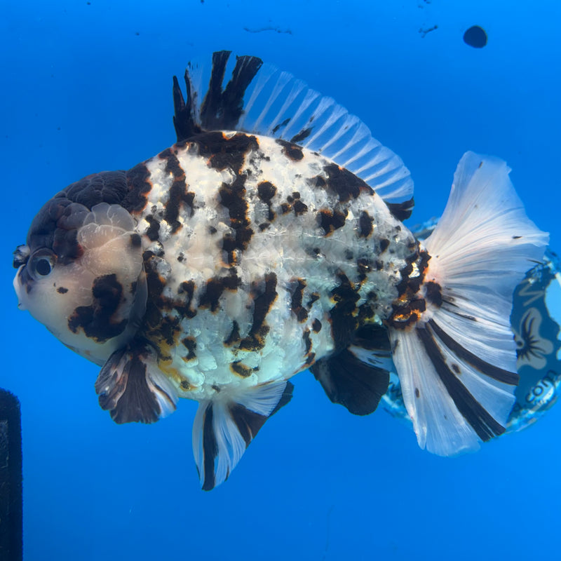 Thai Oranda Tri-Color Calico Tiger 5.5” Body Male(NKT-CK-1033)SHOWTANK2