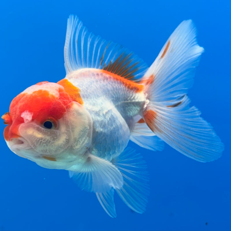 Thai Oranda Red/White 2.5” Body Male(CK-1294)R3B01