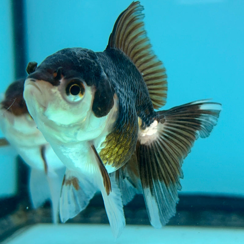 Thai Panda Oranda 2”Body Male (JCD-110)R4B03