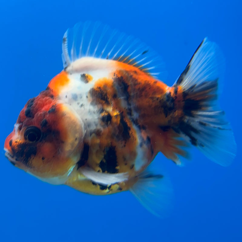 Thai Oranda SHOGUN 2.5” Body Female(CK-1145)R3A12
