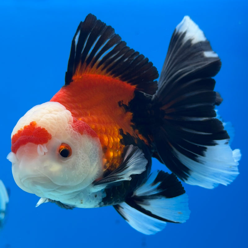 Thai Oranda Apache 3” Body Male(QGF-CK-1070)SHOWTANK