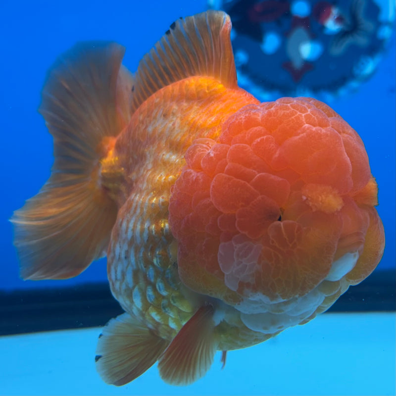 Thai Oranda Full Red 4” Body Female(CK-1450)R1BLUETUB1