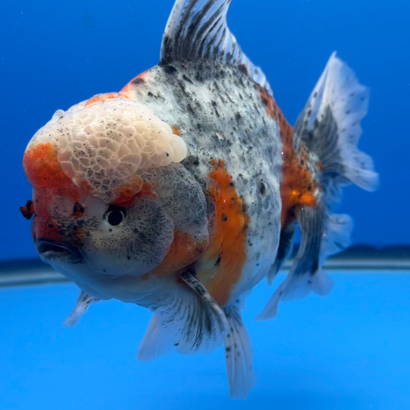 Thai Oranda JUMBO Sakura Orchid Tail 5.5” Body Male(CRP-CK-643)BLUETUB2