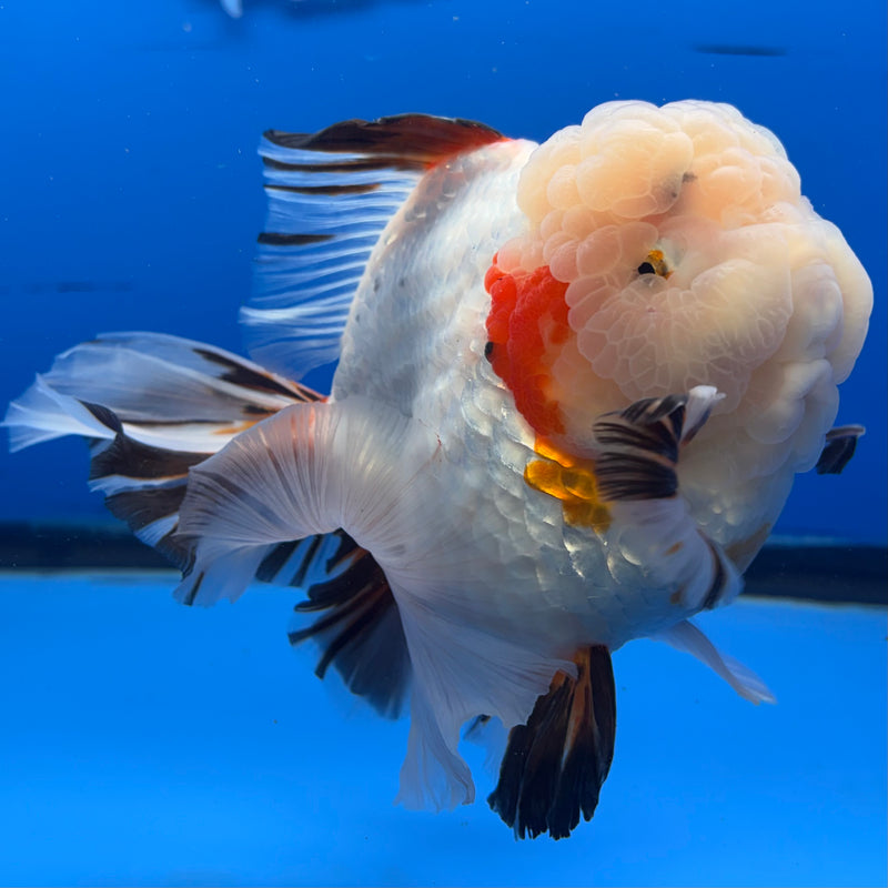 Thai Oranda Tri-Color RoseTail 4.5” Body Female(NKT-CK-1034)SHOWTANK2