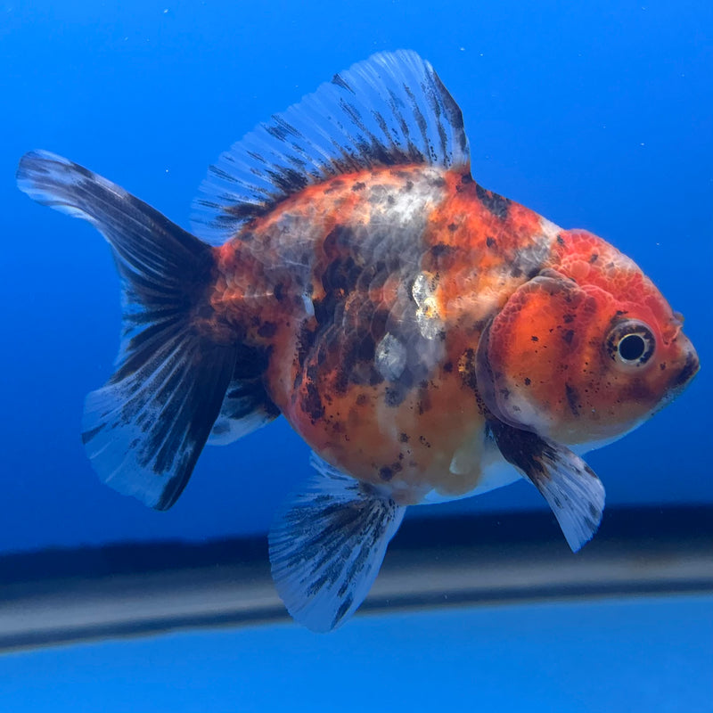 Thai Oranda SHOGUN 2.5” Body Female(CK-1006)R3B16