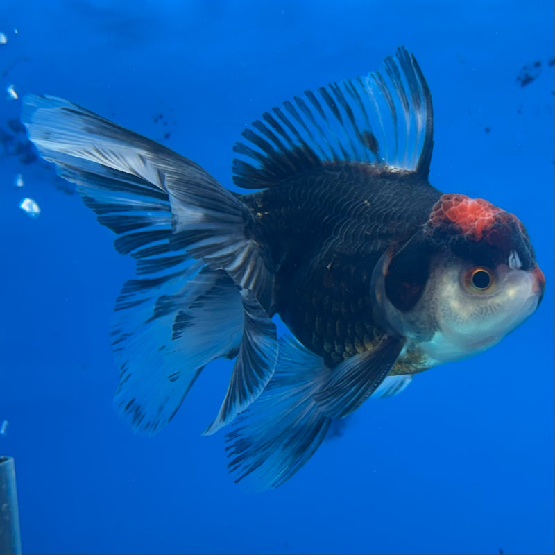 Thai Oranda Tri-Color 3” Body Male(CK-974)R3B10