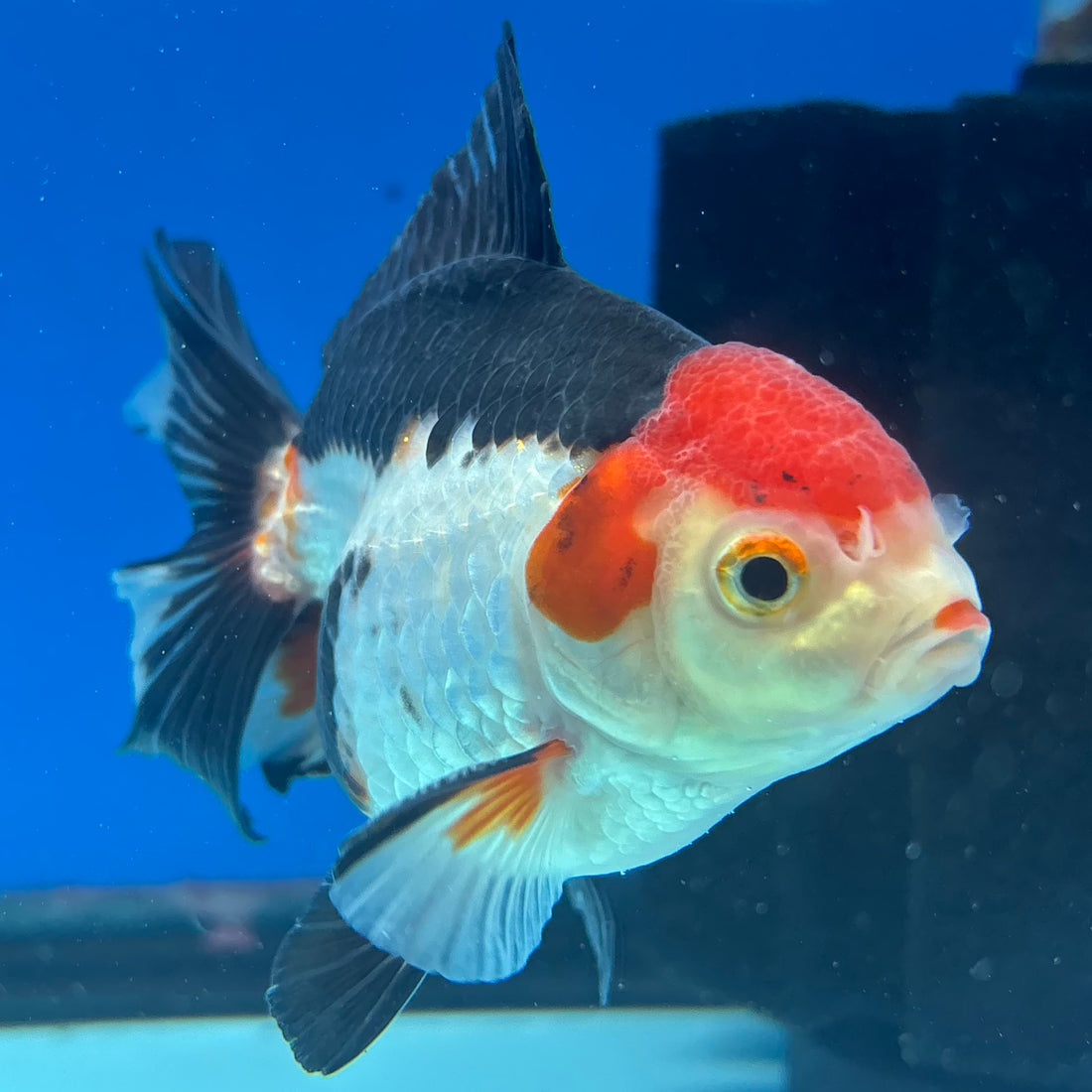 Thai Oranda Tri-Color 3” Male(CK-1621)R1A02