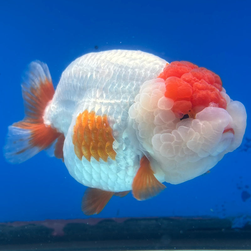 Thai Ranchu JUMBO Red/White 4.5” Body Female(CK-1318)SHOWTANK2