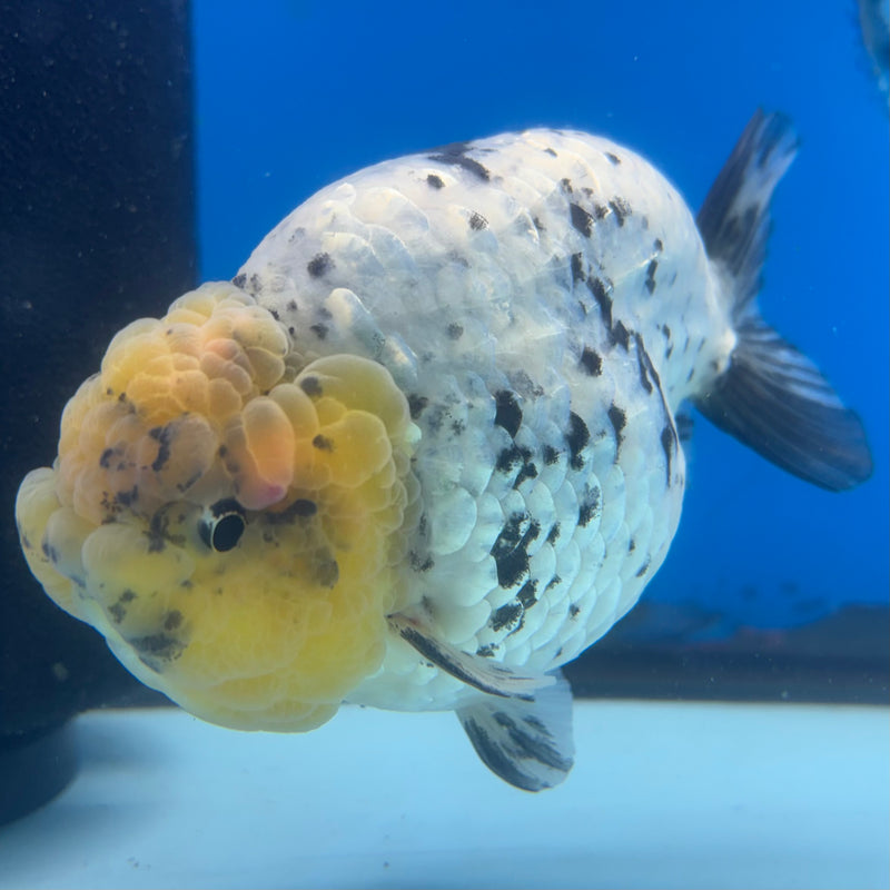Thai Ranchu Lemon Head White Tiger 4” Body Male(BIN-CK-1038)R1BLUETUB2