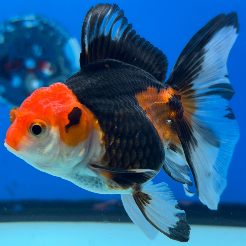 Thai Oranda Apache 3” Body Male(CK-1402)R1B09