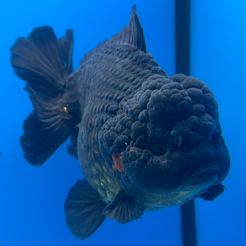 Thai Oranda Black Body Red Cap 4.5” Body Male(CK-836)R1A11