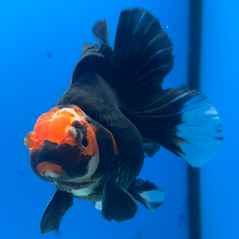 Thai Oranda Black Body Red Cap 3” Body Male(CK-844)R3B19