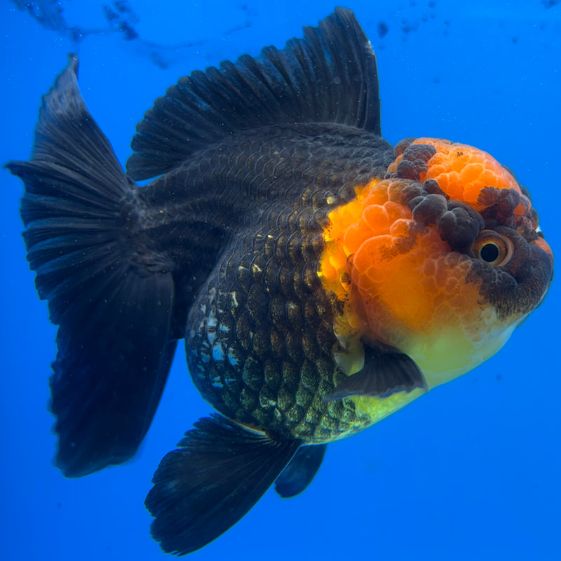 Thai Oranda Apache 3.5" Female(CK-1543)R2B06