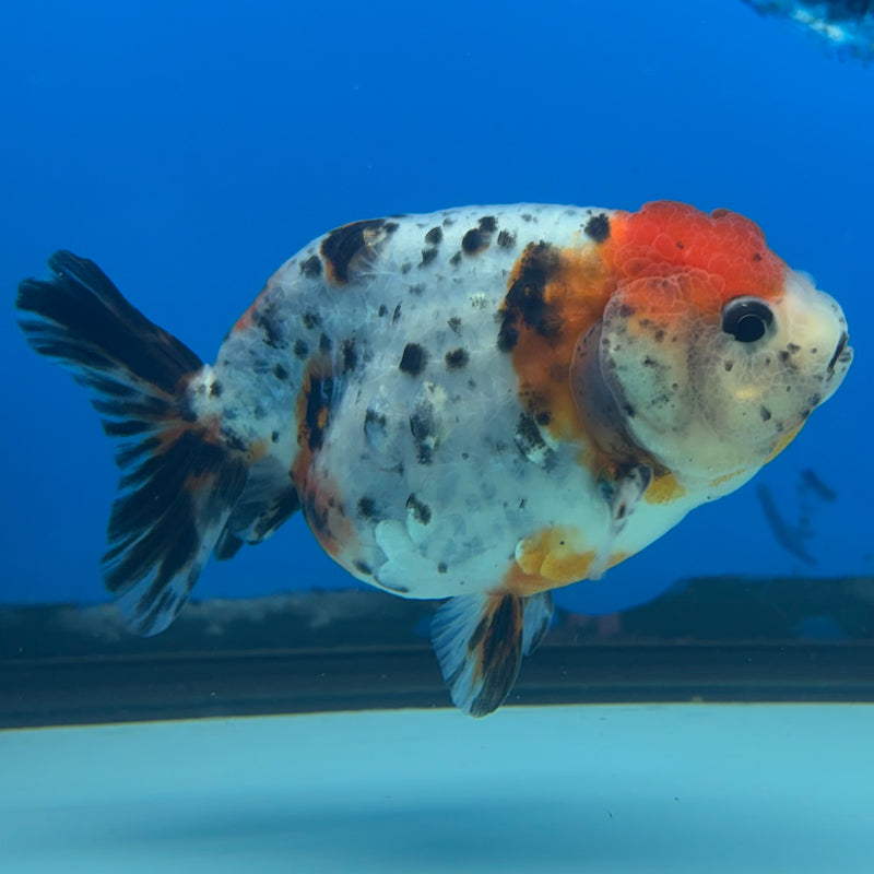 Thai Ranchu Tri-Color Calico 3.5” Body Male(CK-949)R2C03