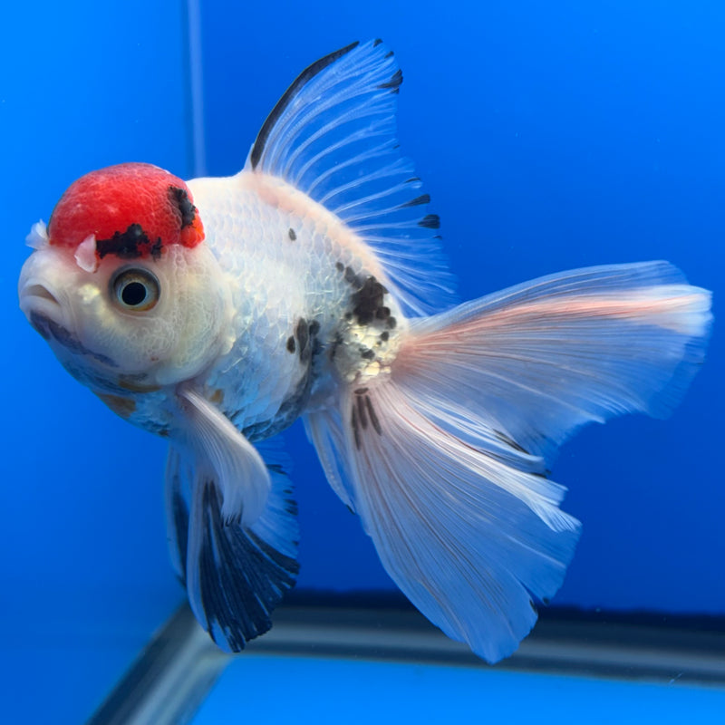 Thai Oranda Tri-Color Calico 3” Body Male(CK-719)R1A01