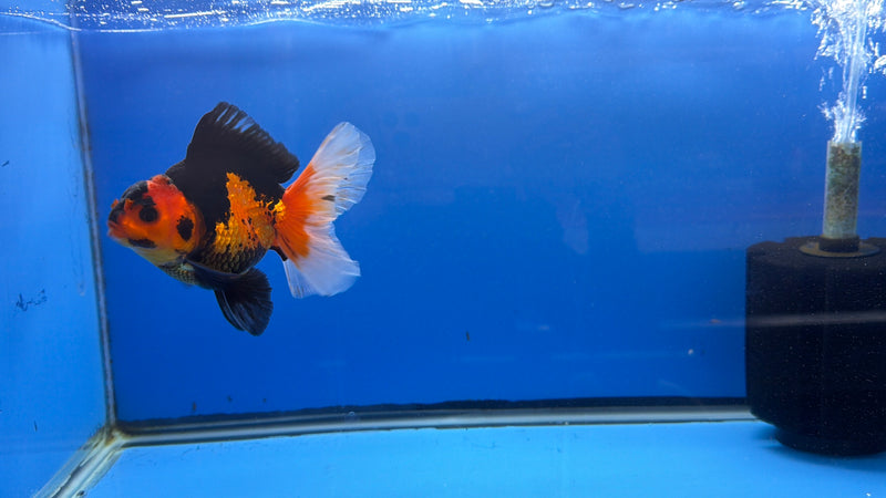 Thai Oranda Apache Tri 4in Male (FEB-311)R2B04