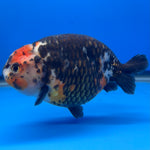 Chinese Ranchu Calico 4” Body Male(CK-1468)BLUETUBC