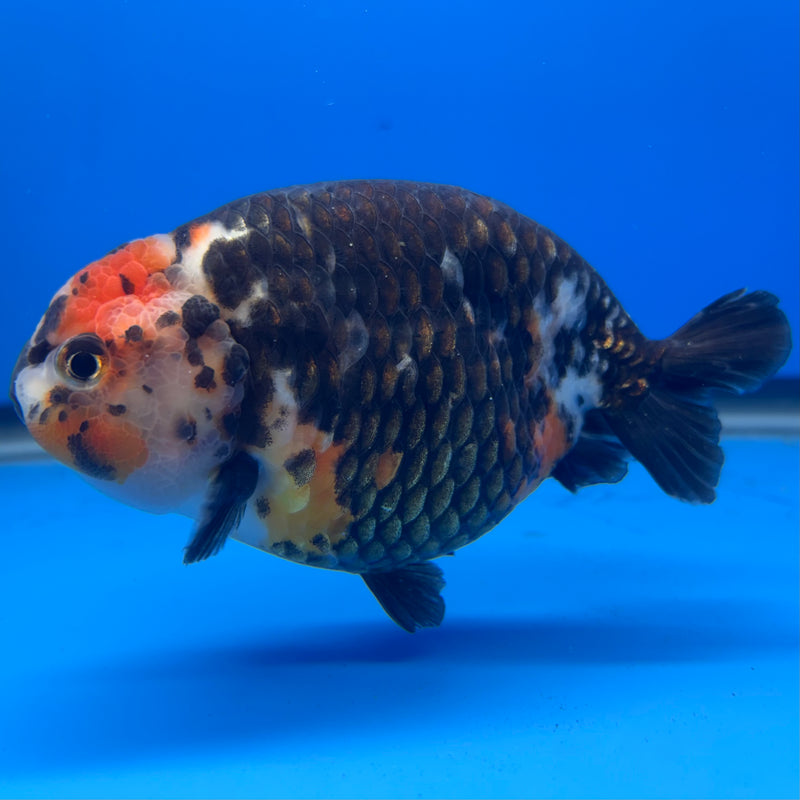 Chinese Ranchu Calico 4” Body Male(CK-1468)R2A09