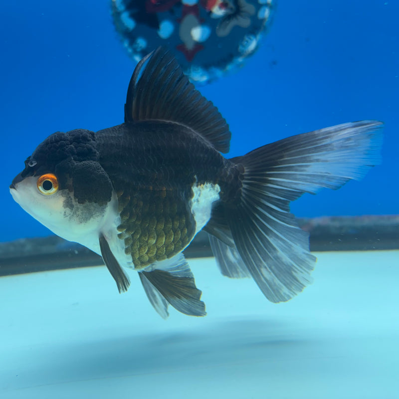 Thai Oranda Panda 3” Body Female(CK-973)R3B10