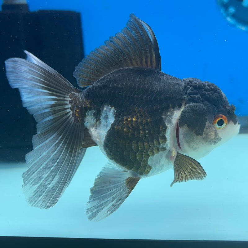 Thai Oranda Panda 3” Body Female(CK-973)R3B10