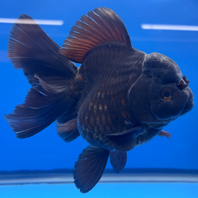Thai Oranda JUMBO Black Body Red Cap 4” Body Female(QGF-CK-1329)BLUETUB1