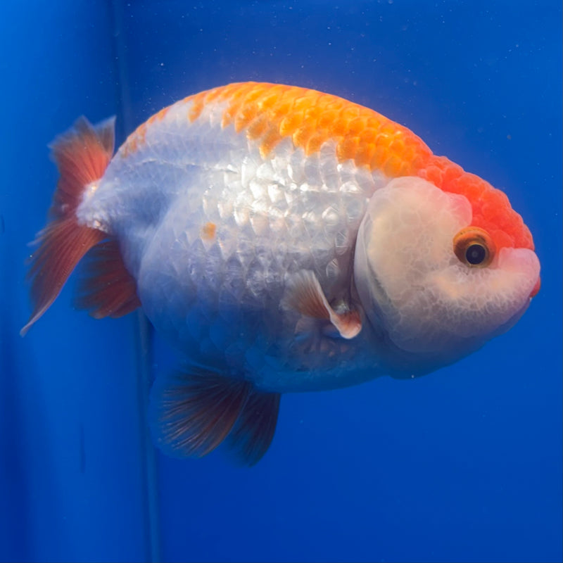 Thai Ranchu Red/White 3.5” Body Male(CK-826)R3A13