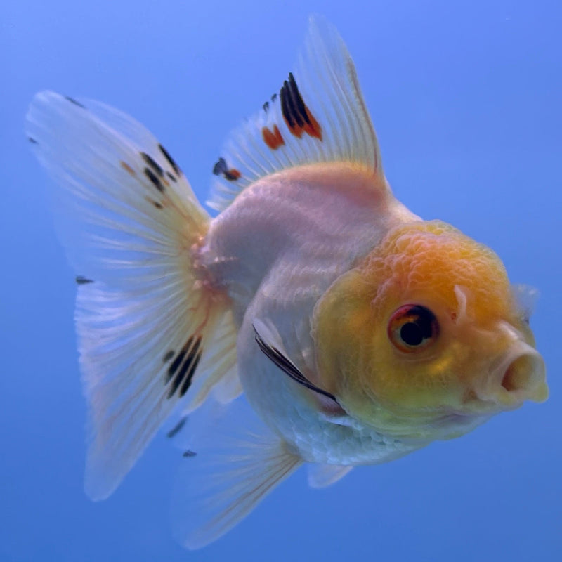 Thai Tri-Color Oranda 2”Body Female (JCD-031)R4B04