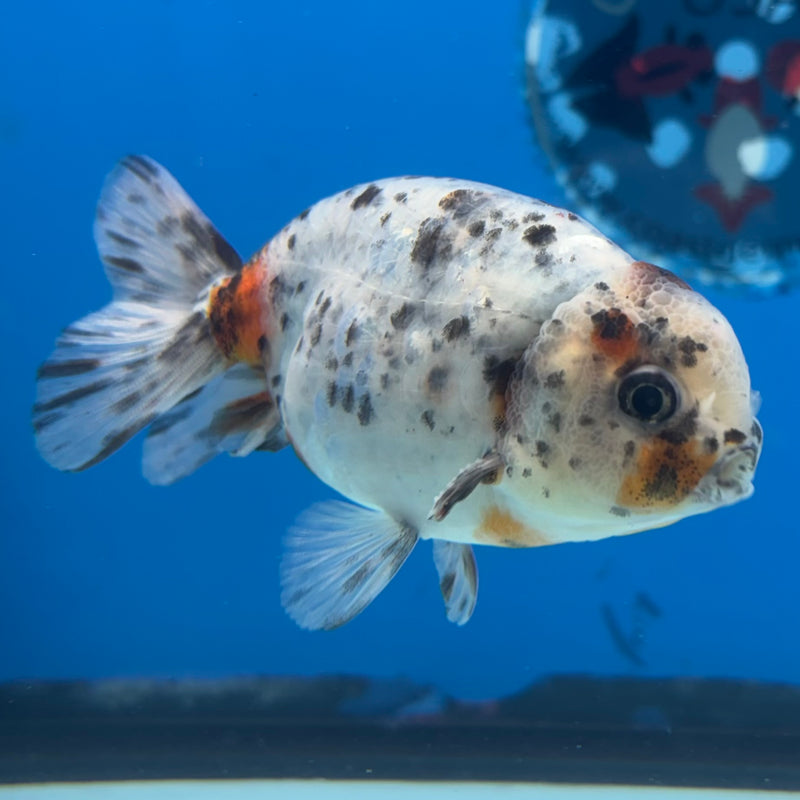 Thai Ranchu Tri-Color Calico 3.5” Body Male(CK-941)R2C03