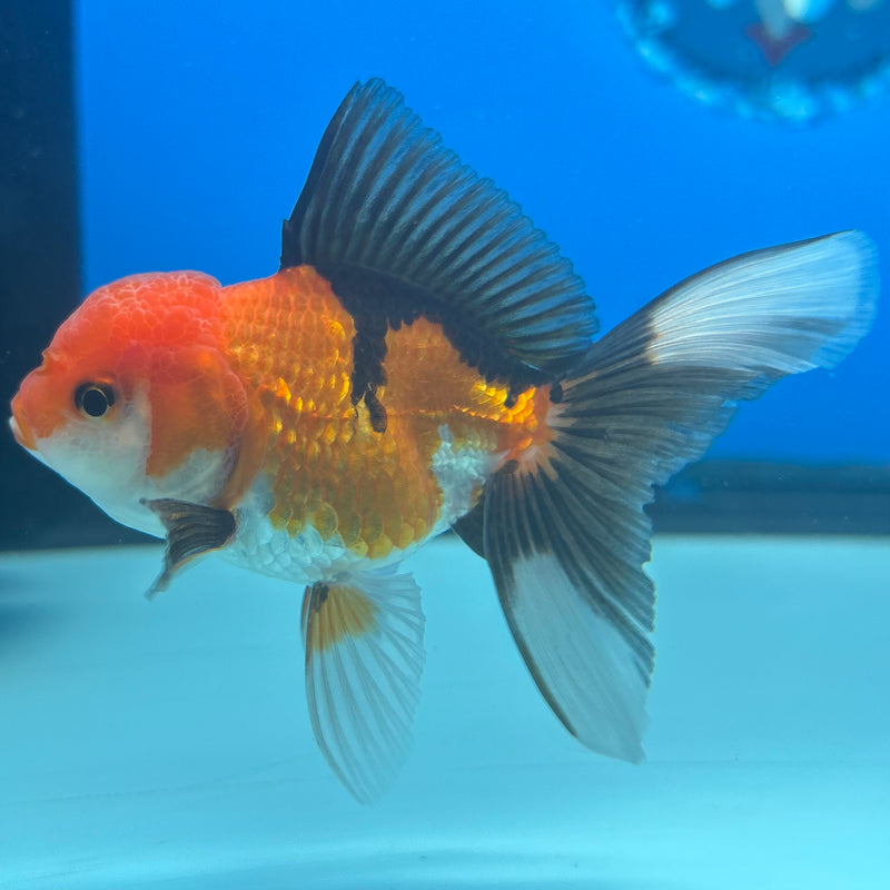 Thai Oranda Apache 2.5” Body Male(CK-1287)R3B02