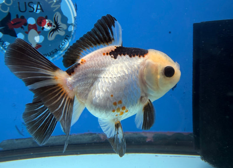 Thai Oranda Lemonhead Tri-Color 2.5” Female (FEB-273)R3A09