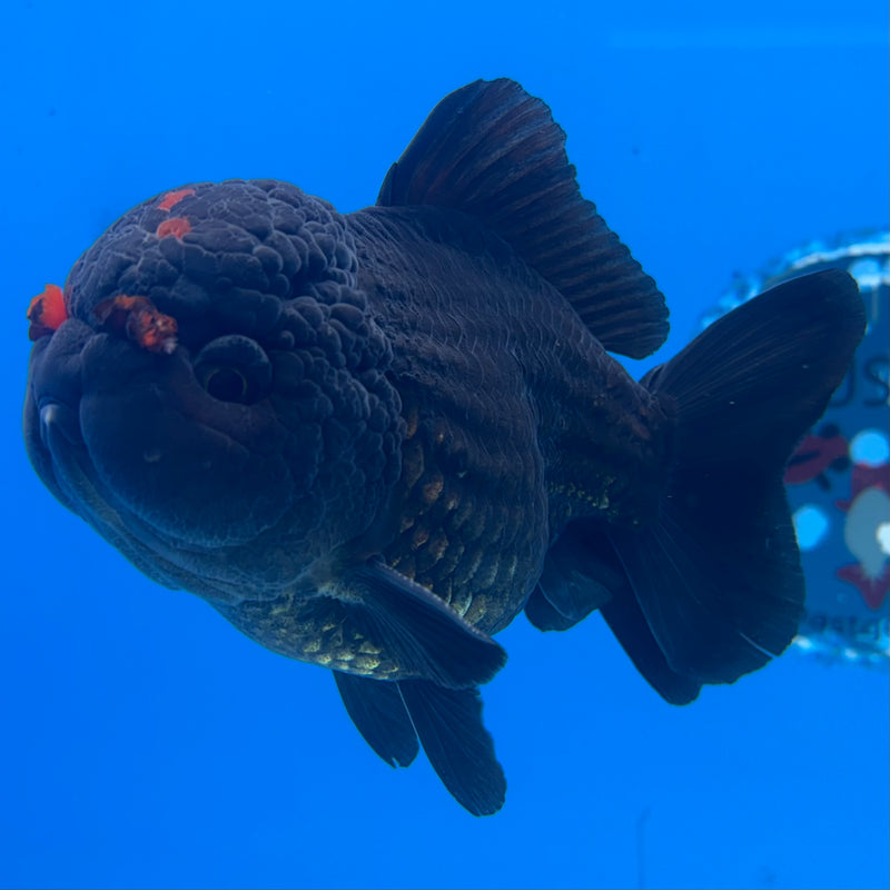 Thai Oranda Black Body Red Cap 4” Body Male(CK-1498)R2B23