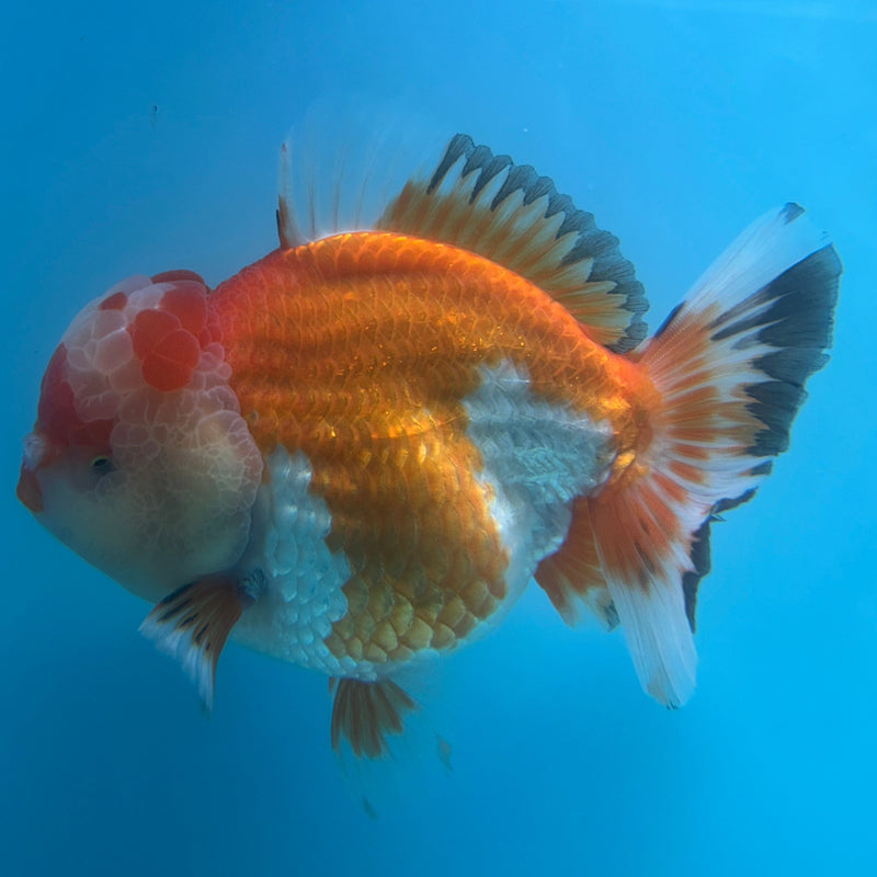 Thai Premium Jumbo Red/White Short Tail Giant Breed 5.00 inch Body Oranda Male (CRP-JO1014)