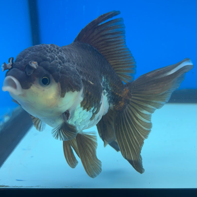 Thai Oranda Panda 3” Body Female(CK-1492)R3A05